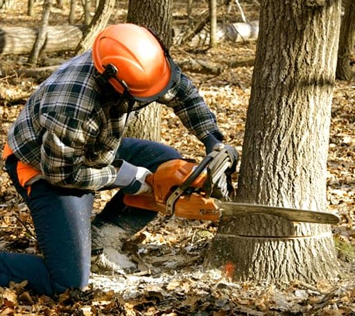 Tree Removal in North Yarmouth, ME